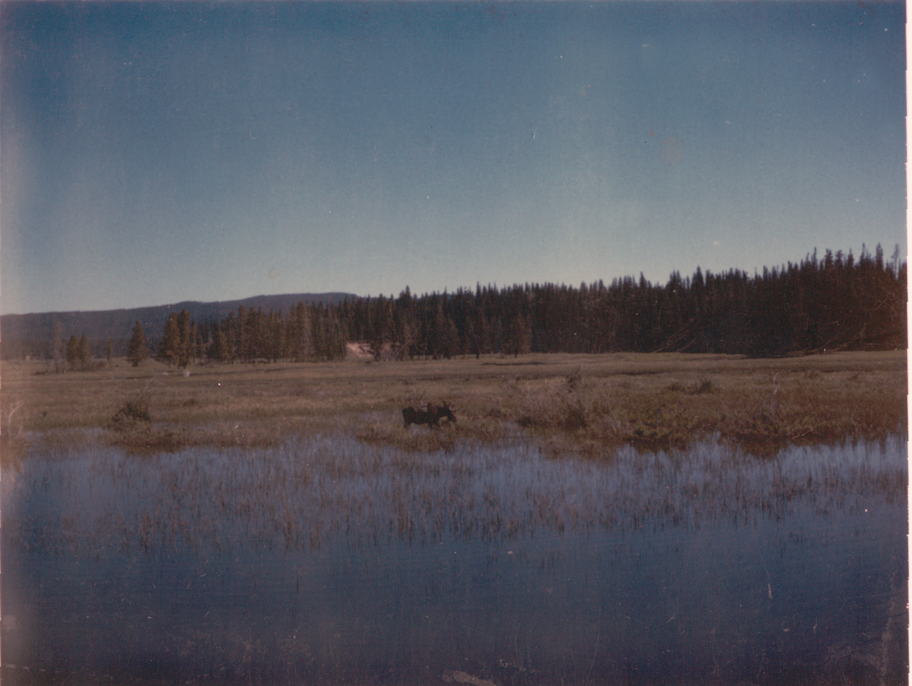 71-07, 23, Yellowstone, Moose in park