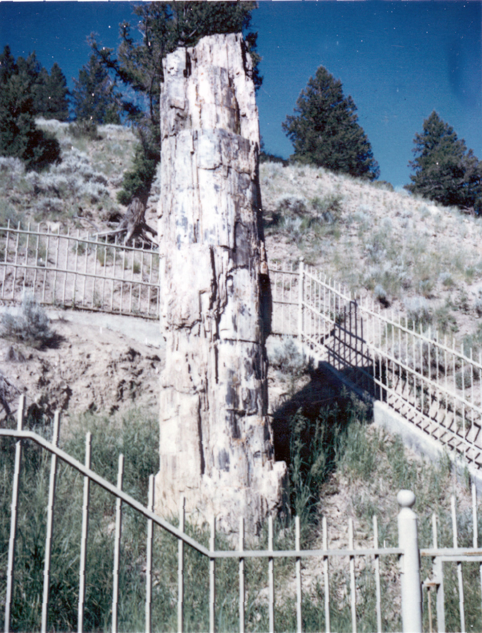 71-07, 24, Yellowstone, Petrified Tree