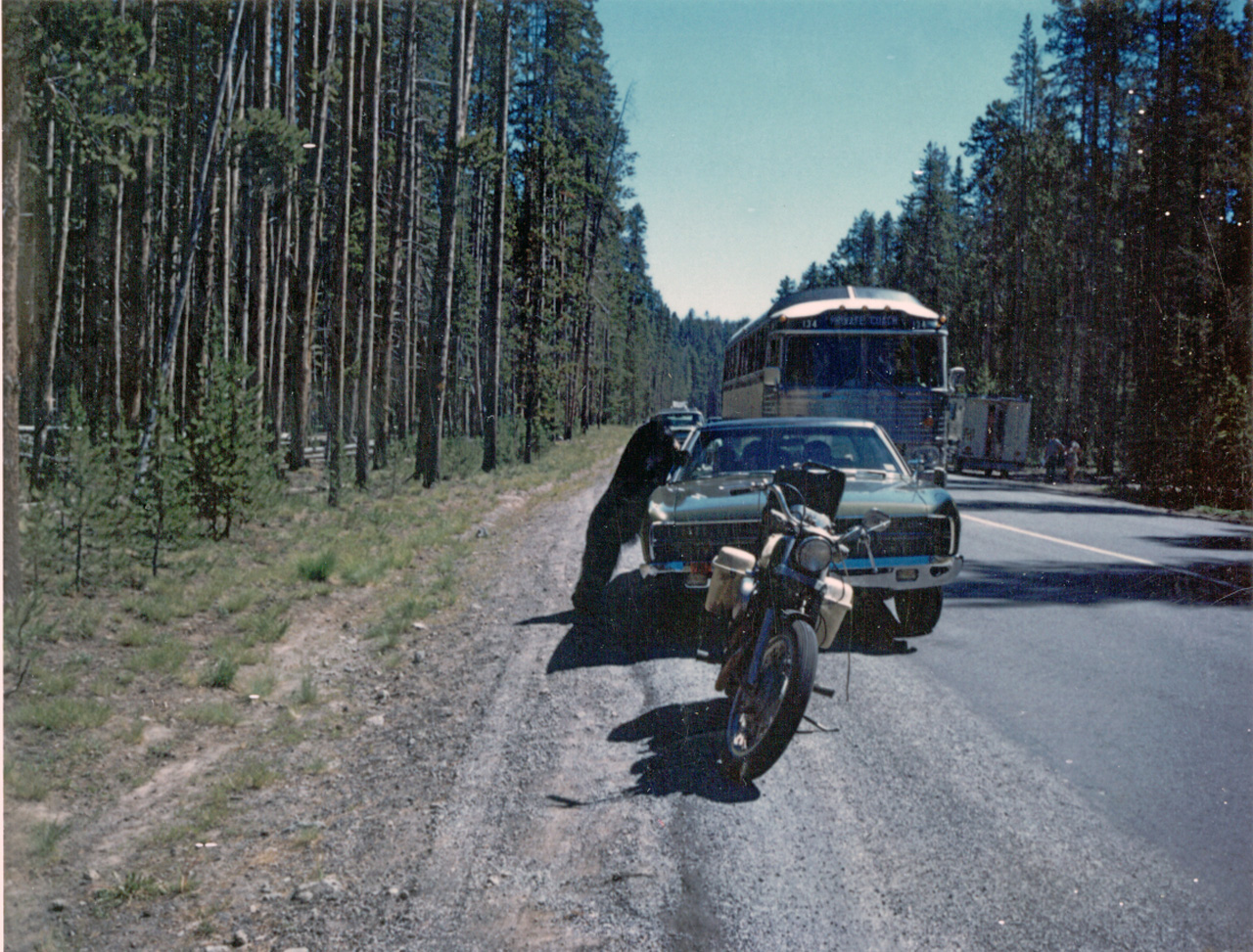 71-07, 26, Yellowstone, Black Bear in park