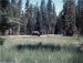 71-07, 25, Yellowstone, Bison in park