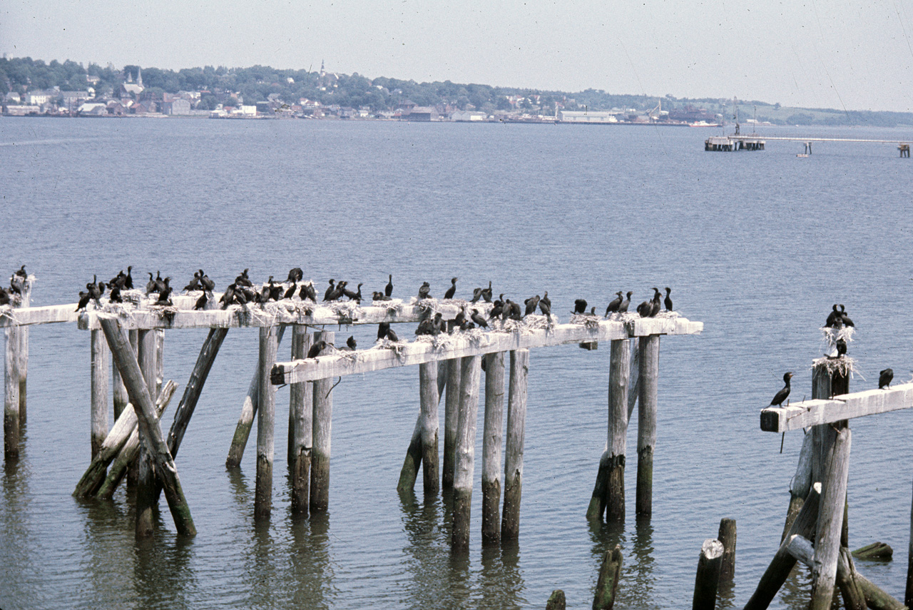 72-07-01, 072, Cormorants, Nova Scotia, Ca