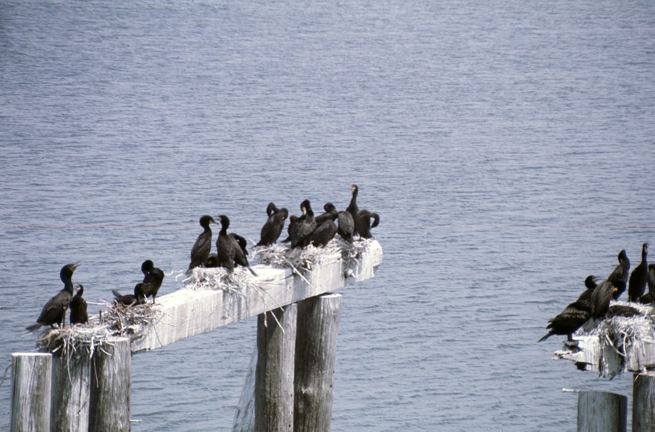 72-07-01, 073, Cormorants, Nova Scotia, Ca