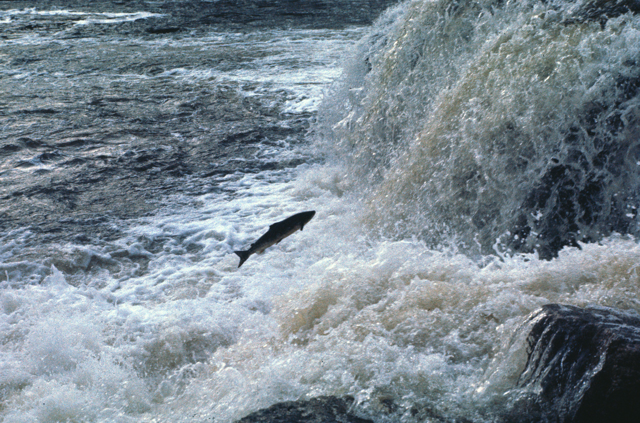 72-07-01, 160, Sammon Jumping, Deer Lake Falls, NF, Ca