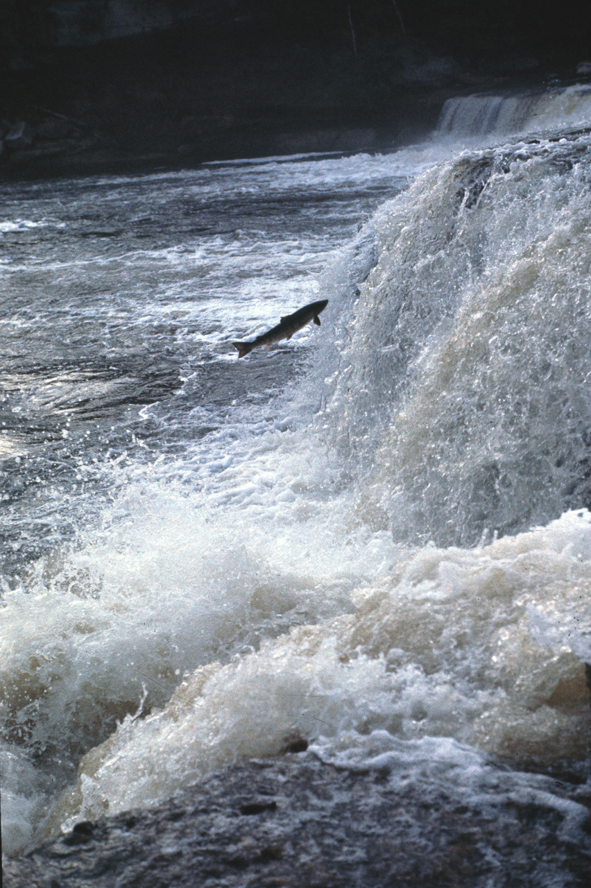 72-07-01, 162, Sammon Jumping, Deer Lake Falls, NF, Ca