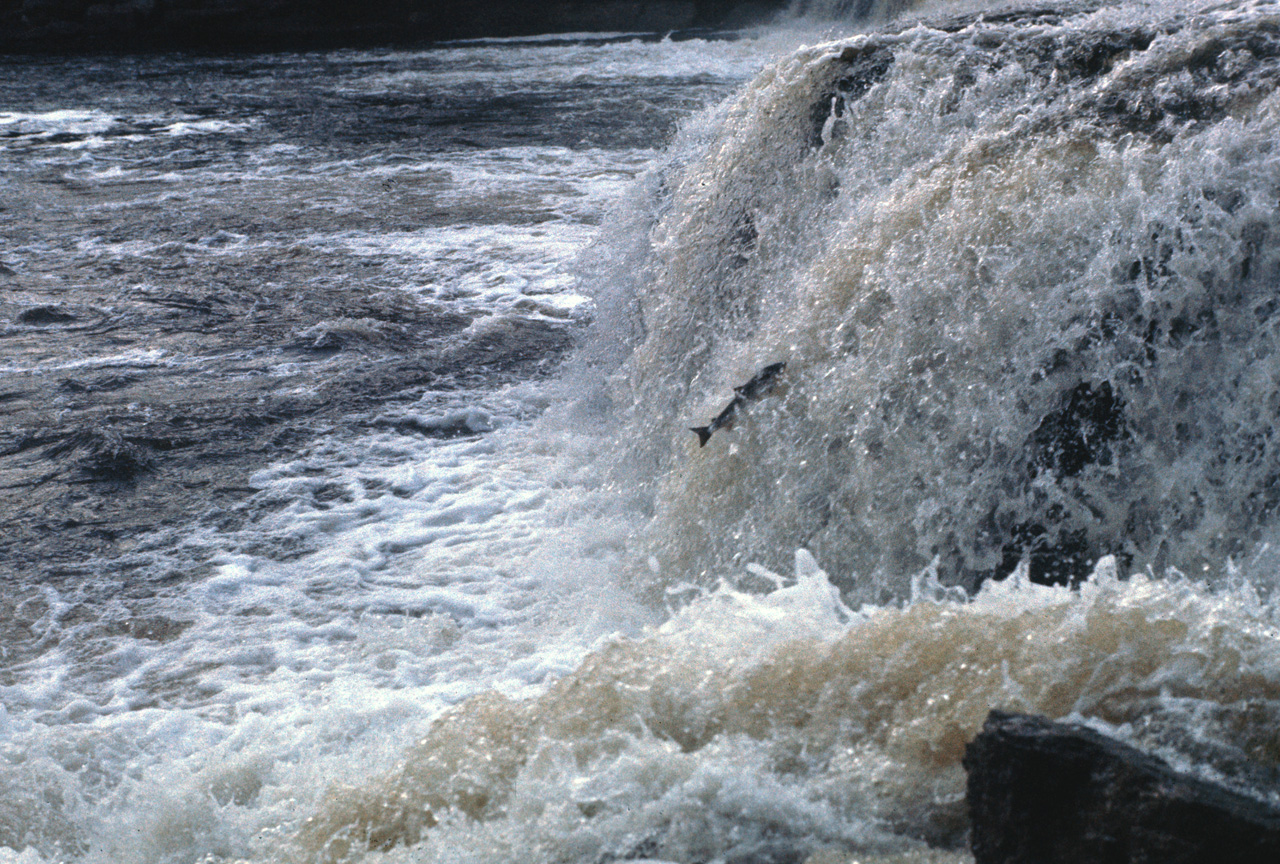 72-07-01, 164, Sammon Jumping, Deer Lake Falls, NF, Ca