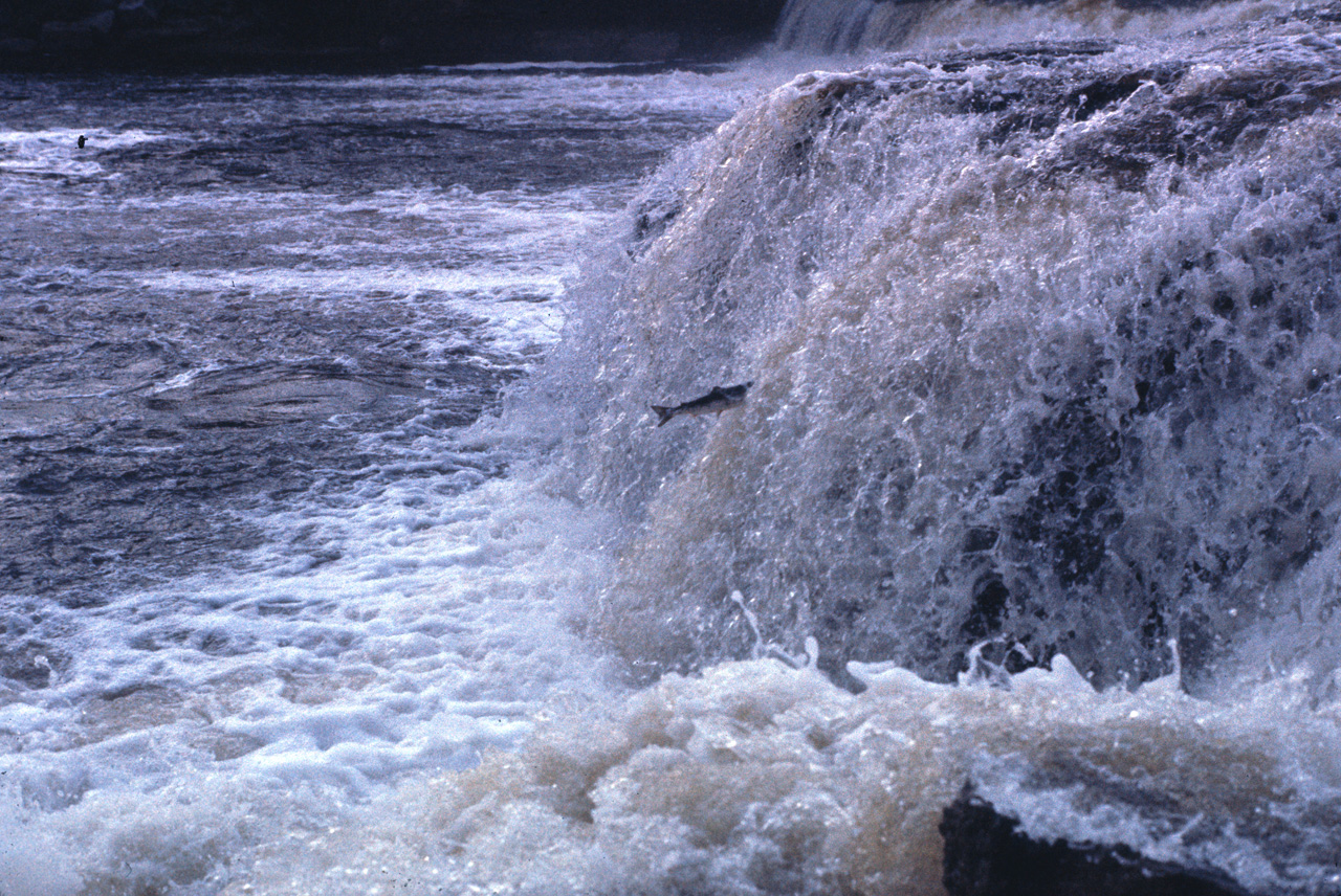 72-07-01, 165, Sammon Jumping, Deer Lake Falls, NF, Ca