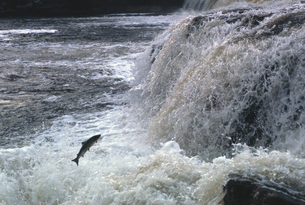 72-07-01, 166, Sammon Jumping, Deer Lake Falls, NF, Ca