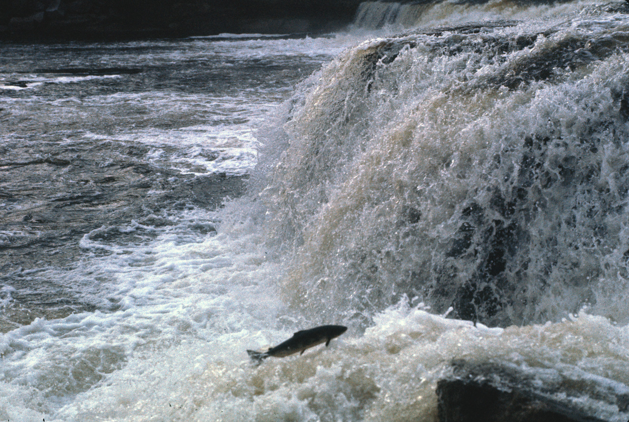 72-07-01, 167, Sammon Jumping, Deer Lake Falls, NF, Ca