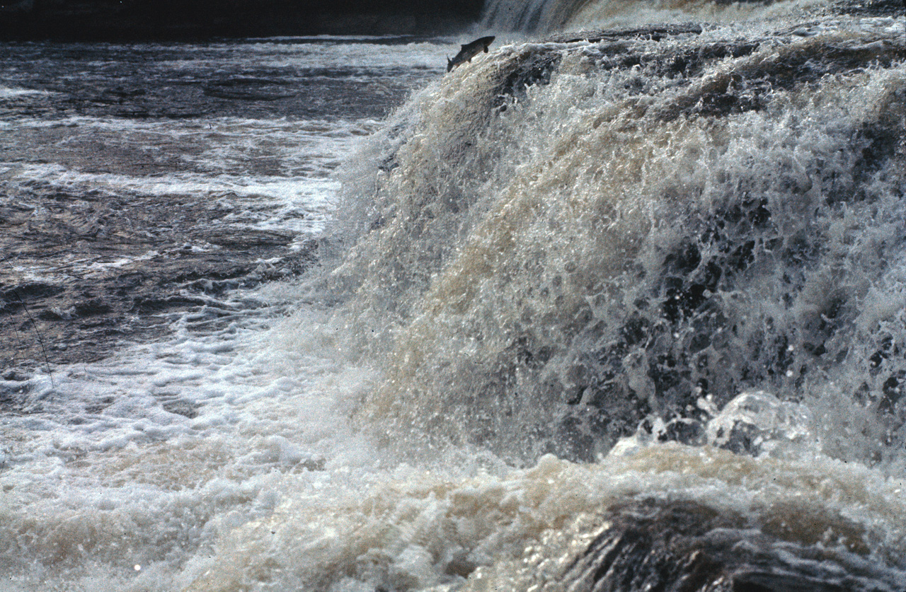 72-07-01, 168, Sammon Jumping, Deer Lake Falls, NF, Ca