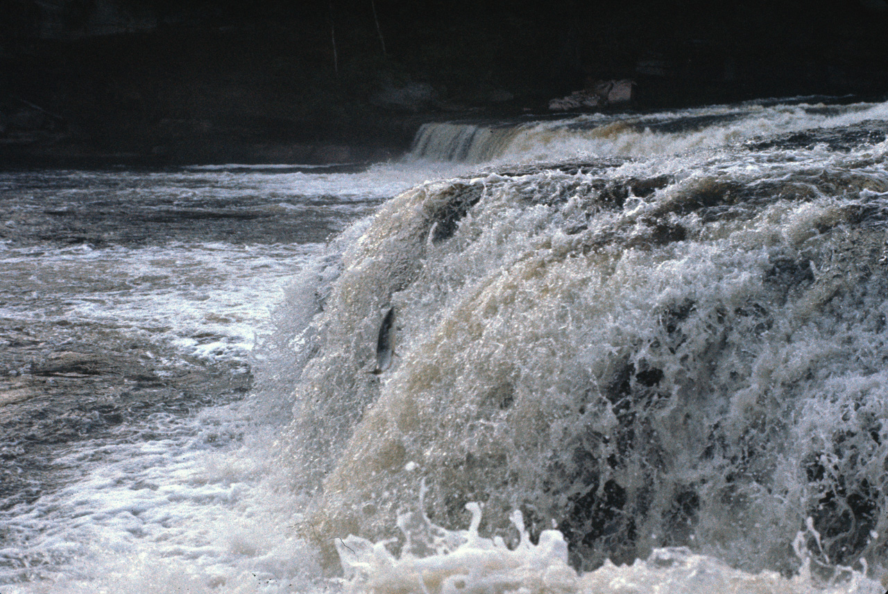 72-07-01, 169, Sammon Jumping, Deer Lake Falls, NF, Ca