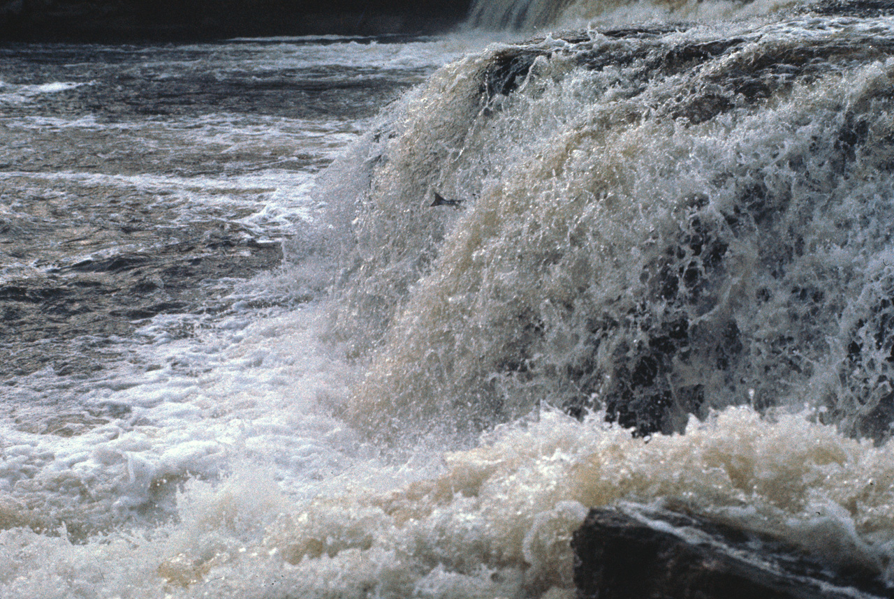 72-07-01, 171, Sammon Jumping, Deer Lake Falls, NF, Ca