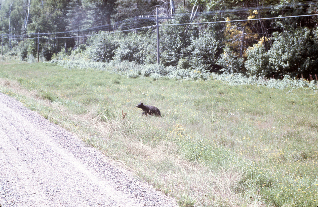 72-08-01, 144, Baby Bear along Highway, Ontario, Ca