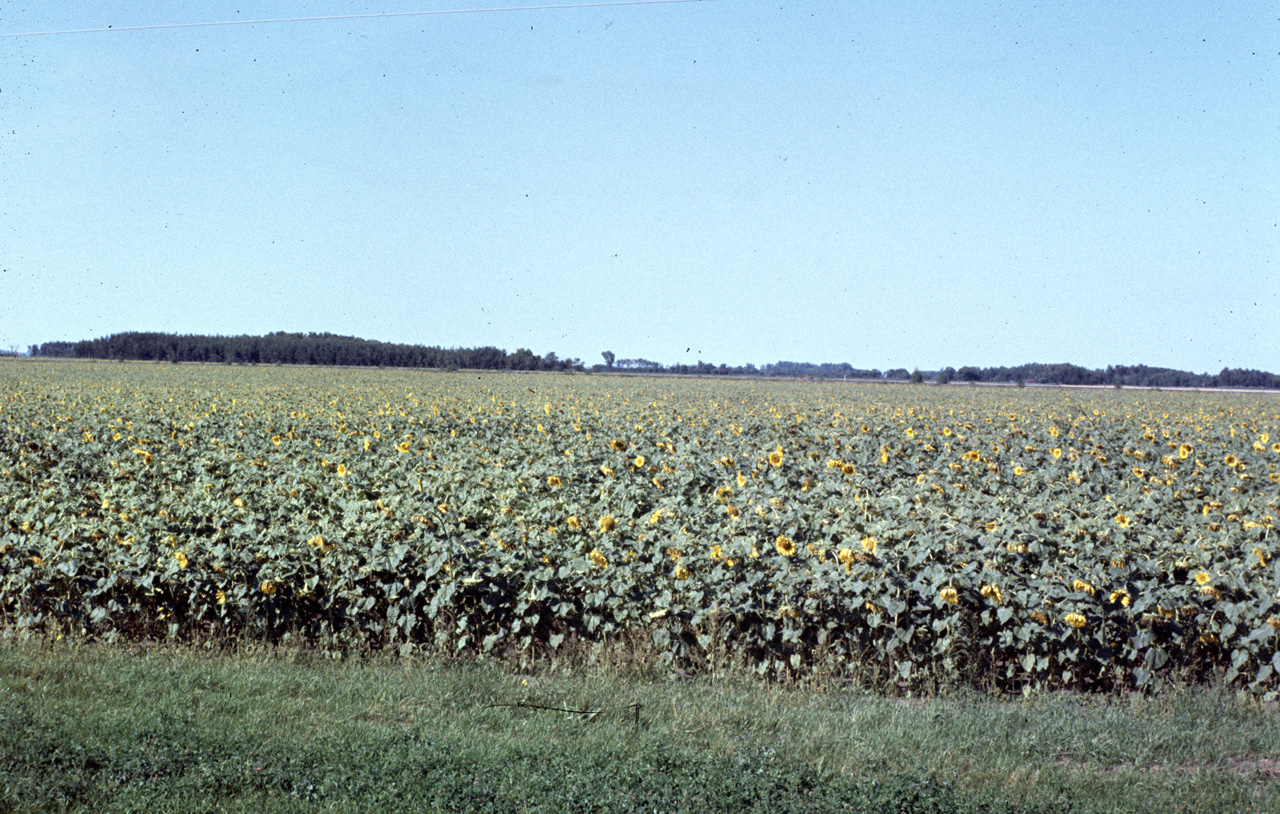 72-08-01, 159, Sunflower Field, Manitaba, Ca