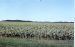 72-08-01, 159, Sunflower Field, Manitaba, Ca