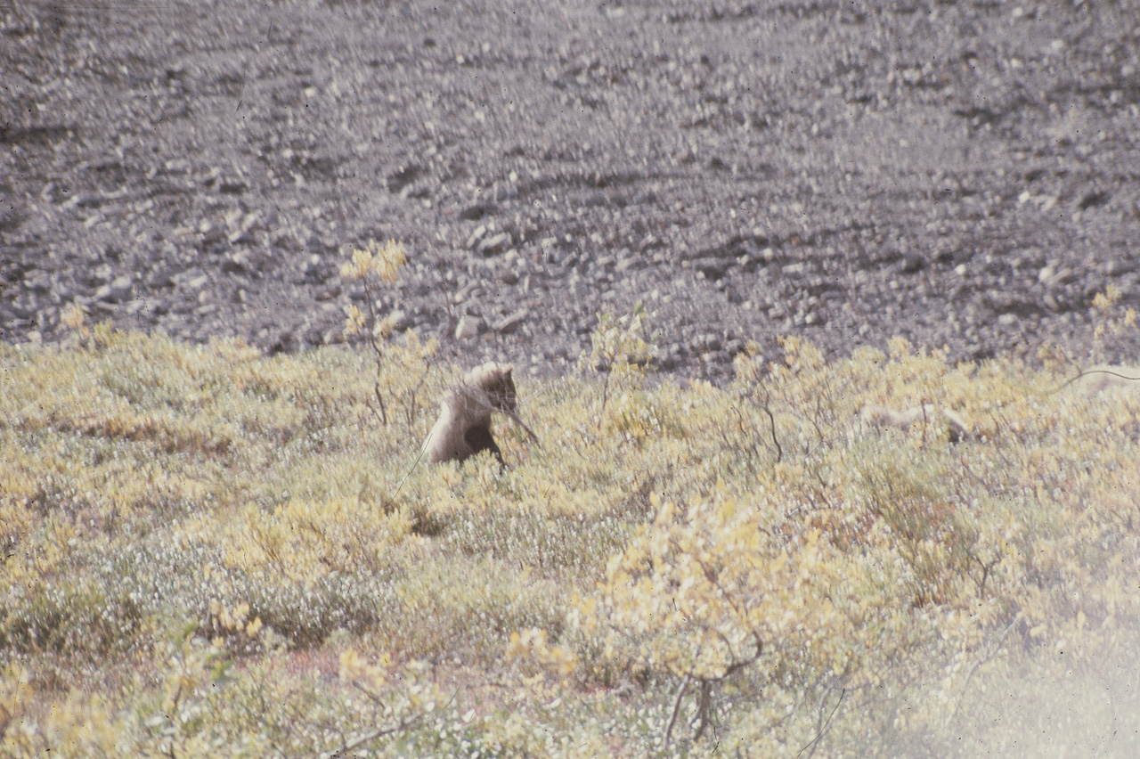 72-09-01, 091, Bear, Mt McKinley Park, Alaska