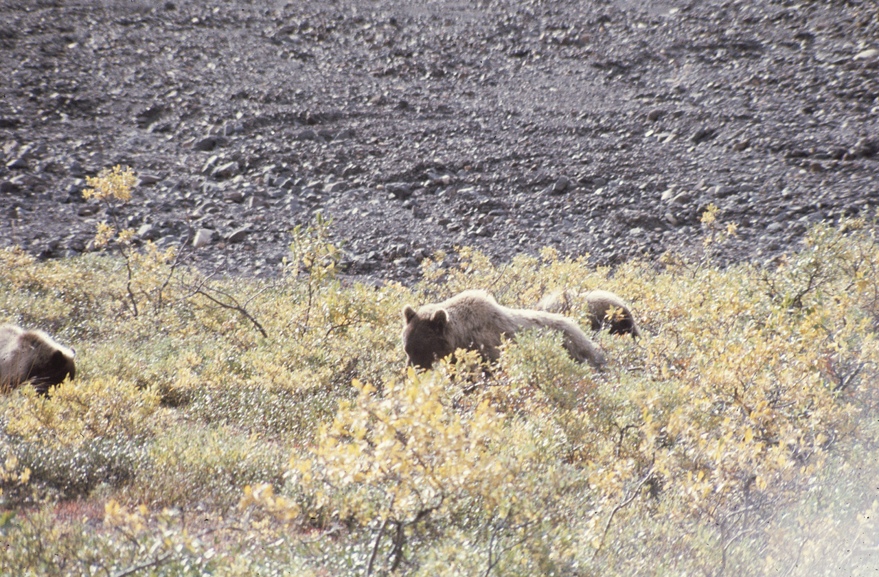 72-09-01, 092, Bear, Mt McKinley Park, Alaska