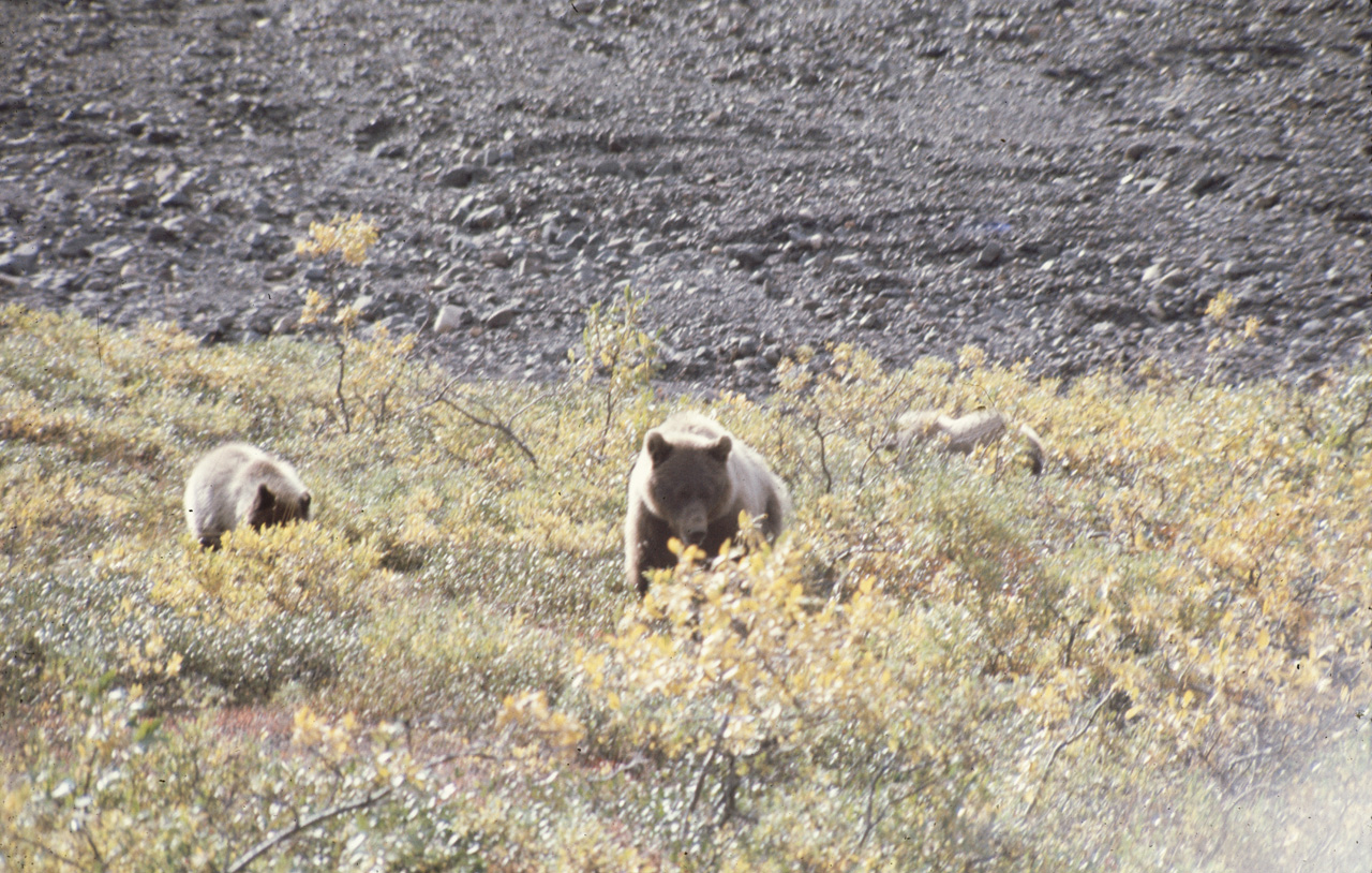 72-09-01, 093, Bear, Mt McKinley Park, Alaska