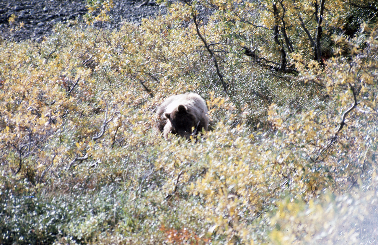 72-09-01, 094, Bear, Mt McKinley Park, Alaska