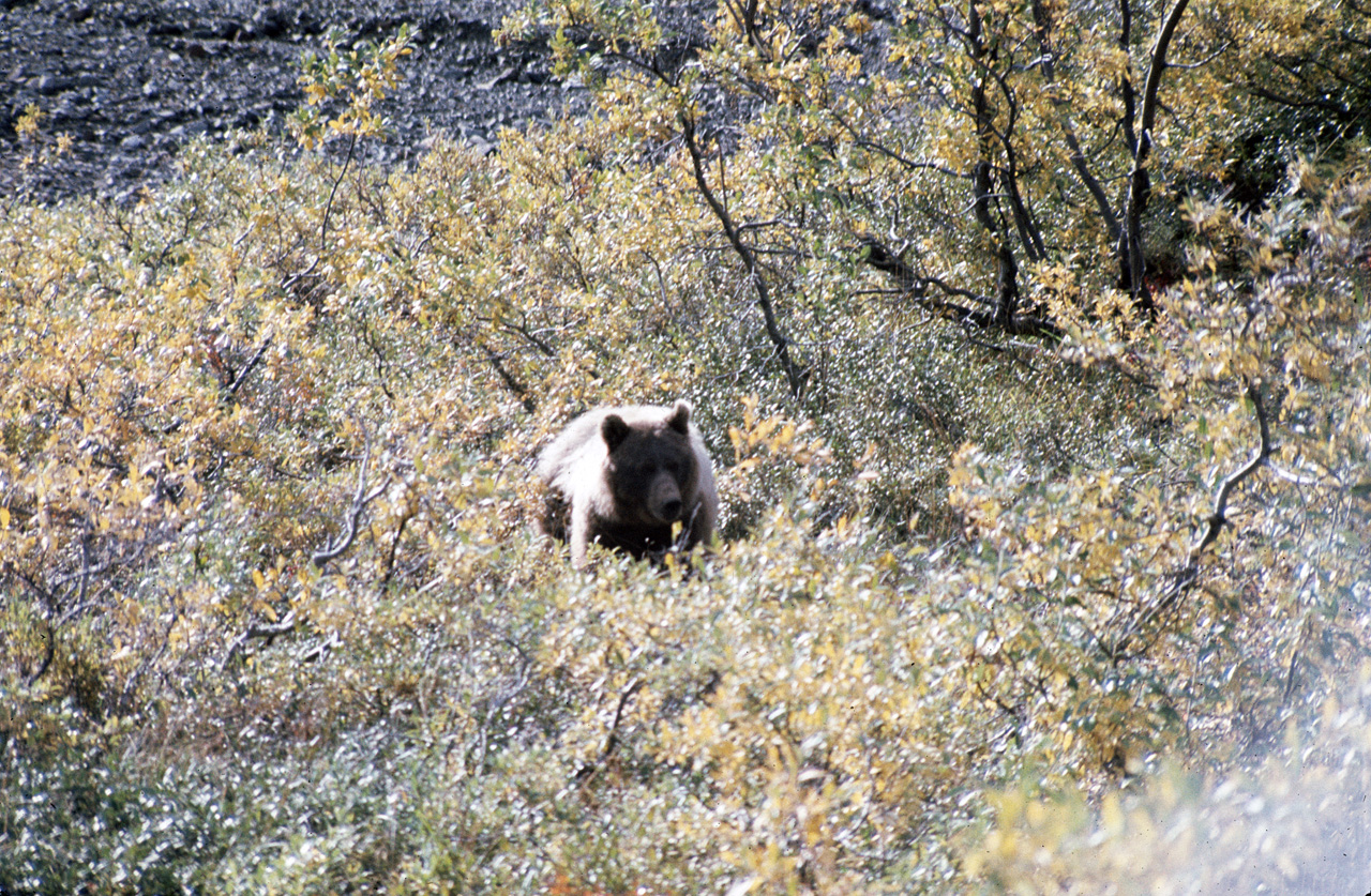 72-09-01, 095, Bear, Mt McKinley Park, Alaska