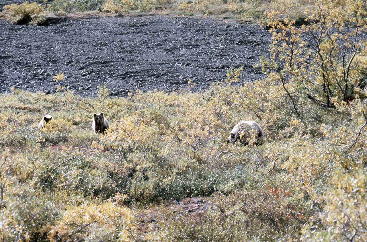 72-09-01, 096, Bear, Mt McKinley Park, Alaska