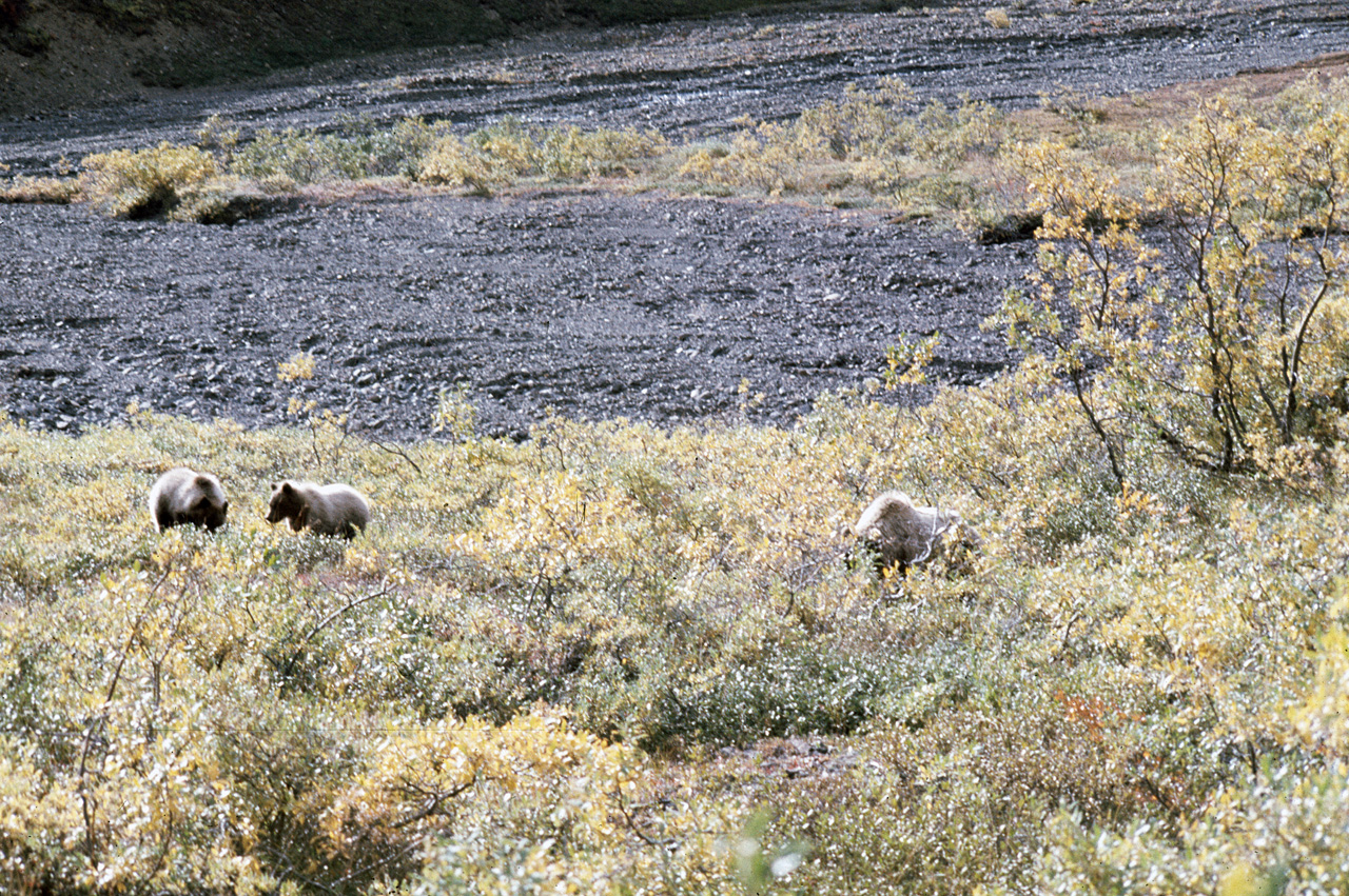 72-09-01, 097, Bear, Mt McKinley Park, Alaska