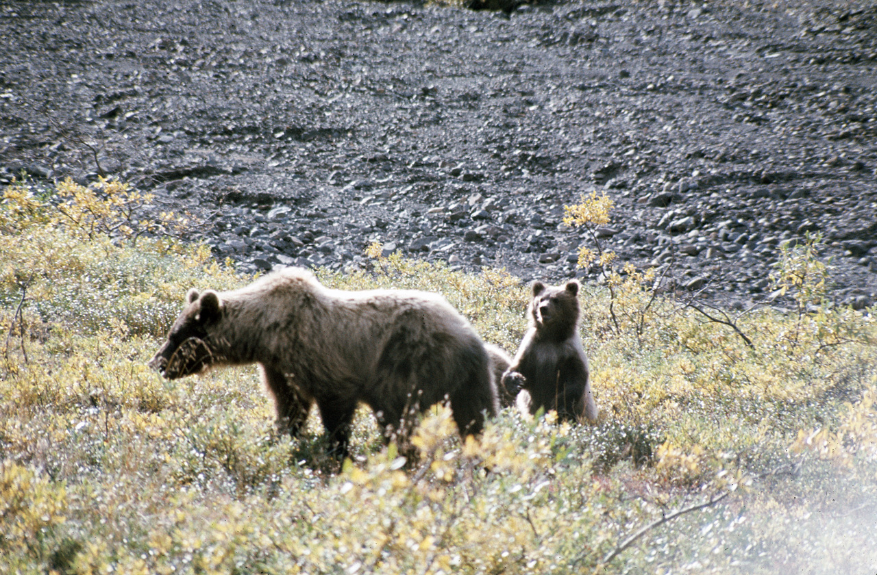 72-09-01, 099, Bear, Mt McKinley Park, Alaska