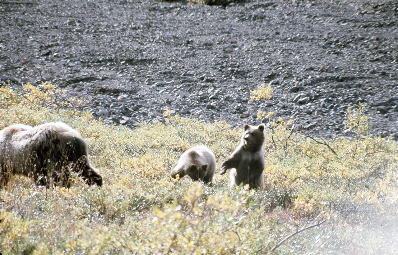 72-09-01, 100, Bear, Mt McKinley Park, Alaska