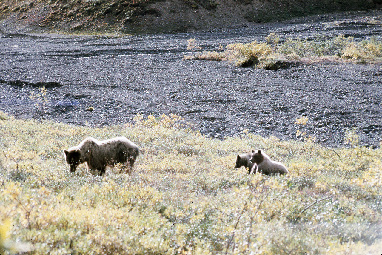 72-09-01, 101, Bear, Mt McKinley Park, Alaska