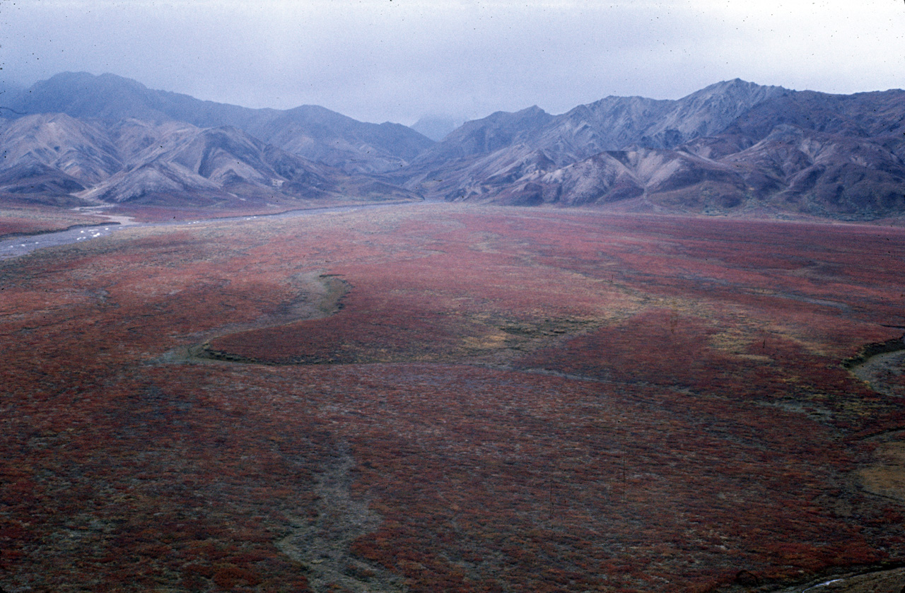 72-09-01, 113, Mt McKinley Park, Alaska