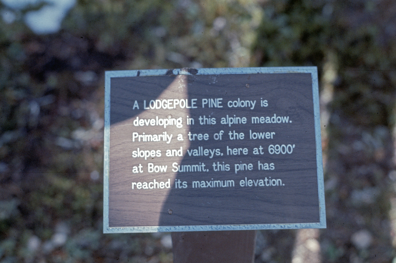 72-09-09, 171, Banff Park, Lodgepole Pine Sign, Alberta, Ca