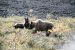 72-09-01, 098, Bear, Mt McKinley Park, Alaska