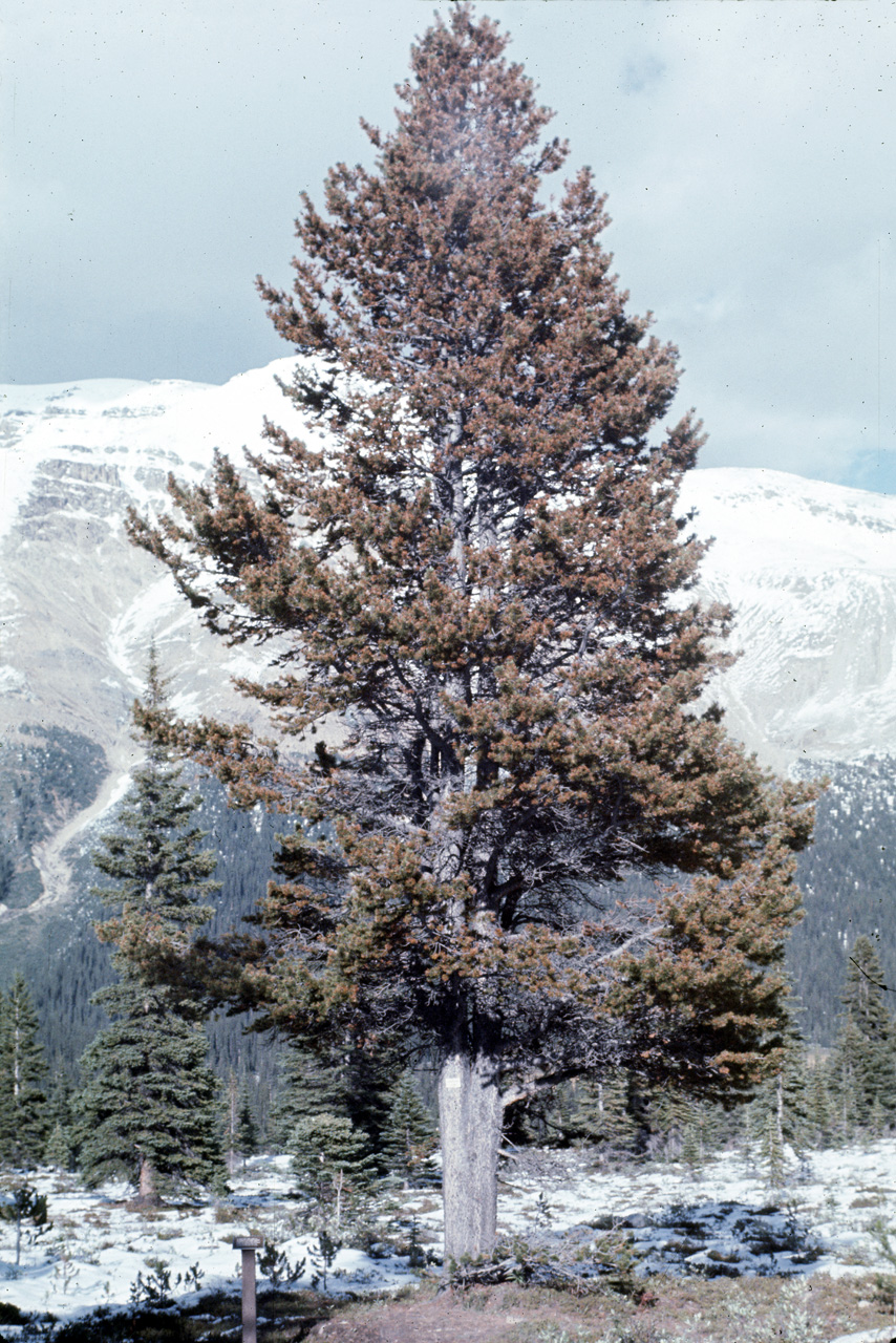 72-09-09, 172, Banff Park, Lodgepole Pine, Alberta, Ca