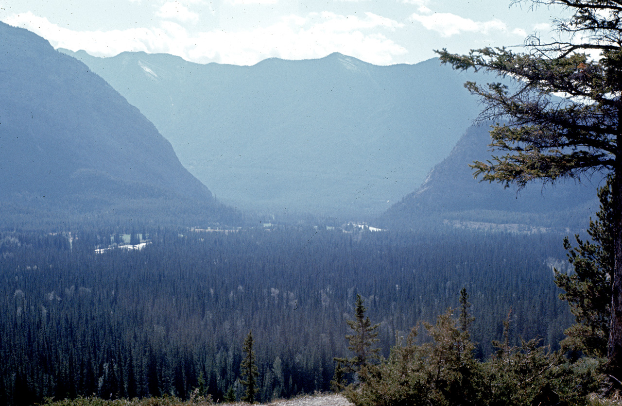 72-09-09, 207, Banff Park, Road Side View, Alberta, Ca