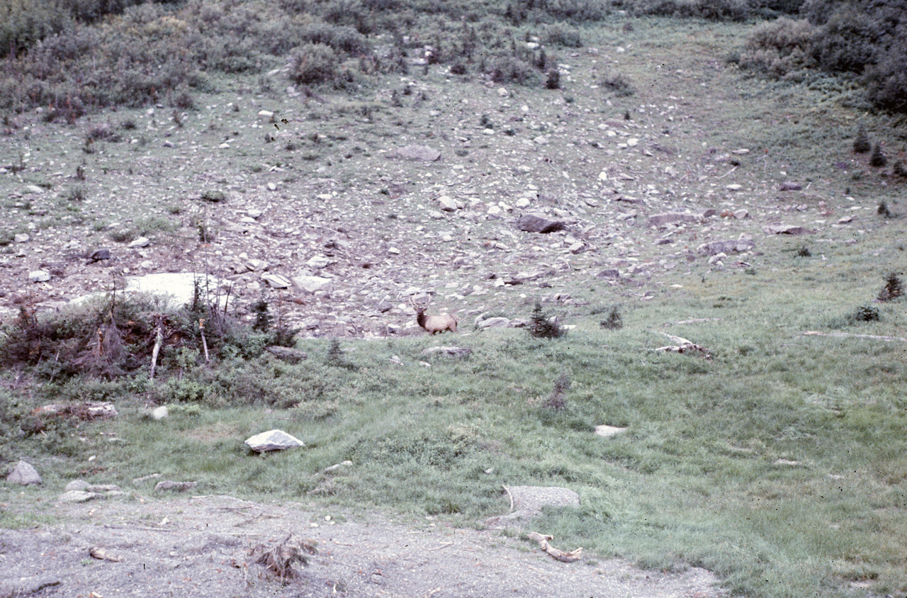 72-09-15, 226, Yoho Park, Road Side View, BC, Ca