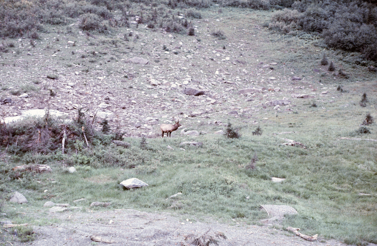 72-09-15, 228, Yoho Park, Tail up to Glacier, BC, Ca