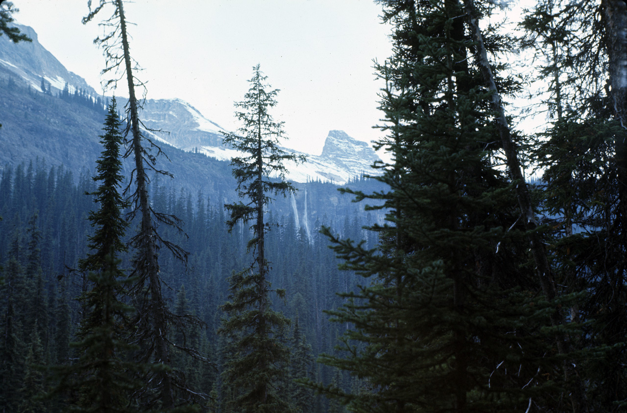 72-09-15, 234, Yoho Park, Tail up to Glacier, BC, Ca