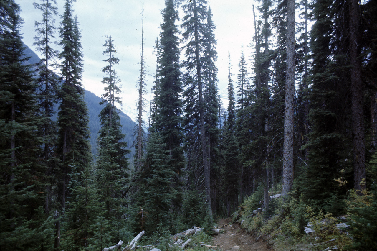 72-09-15, 251, Yoho Park, Tail up to Glacier, BC, Ca