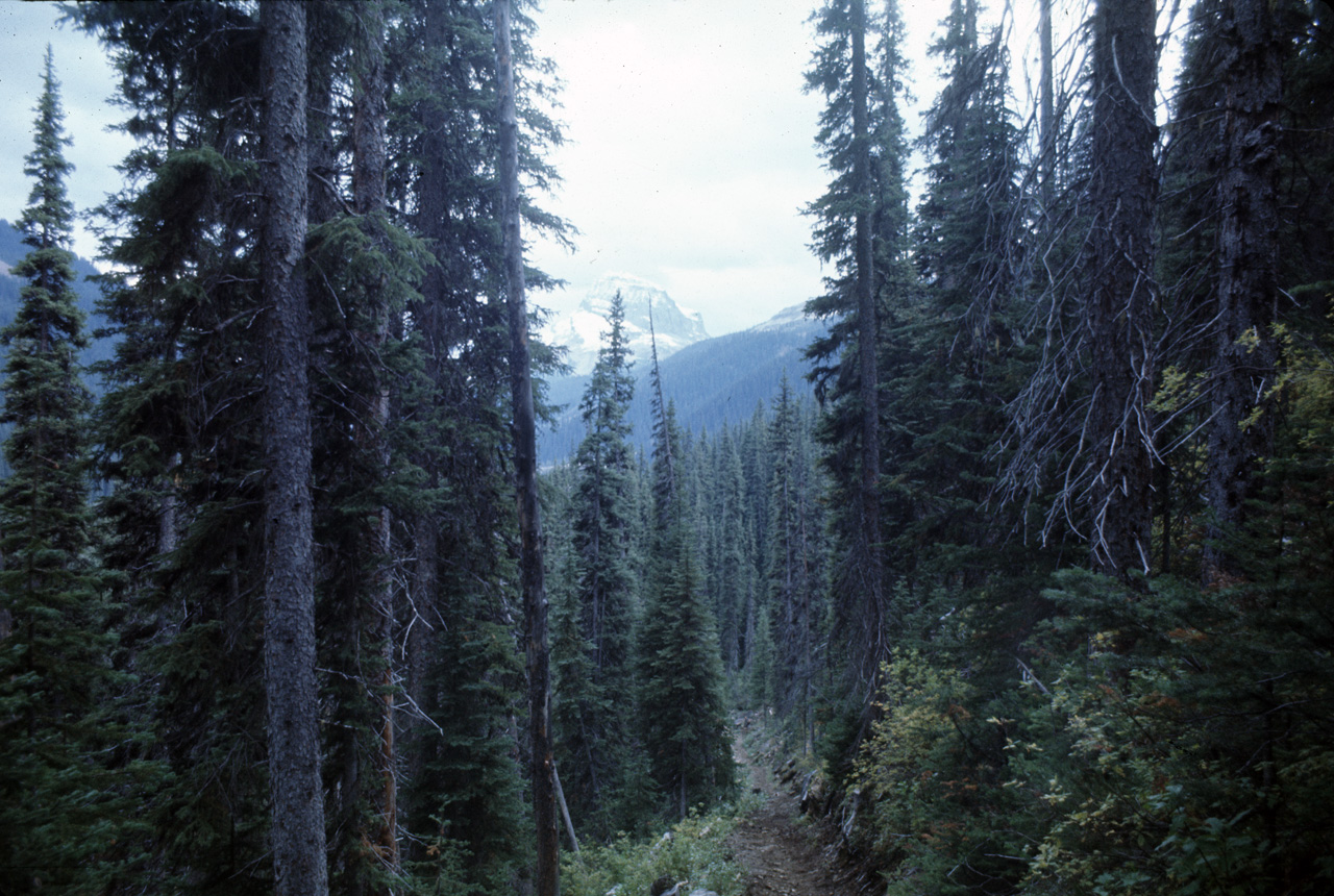 72-09-15, 252, Yoho Park, Tail up to Glacier, BC, Ca