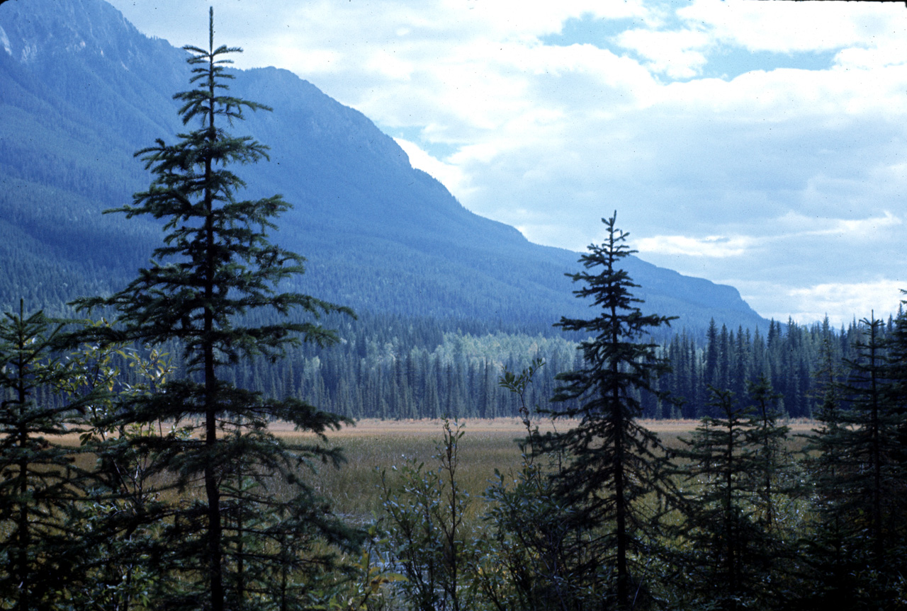 72-09-15, 273, Yoho Park, Road Side View, BC, Ca