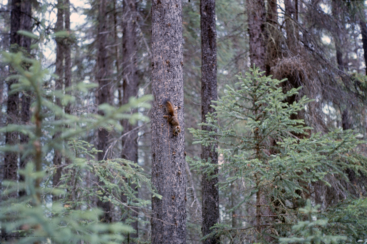 72-09-15, 274, Yoho Park, Road Side View, BC, Ca