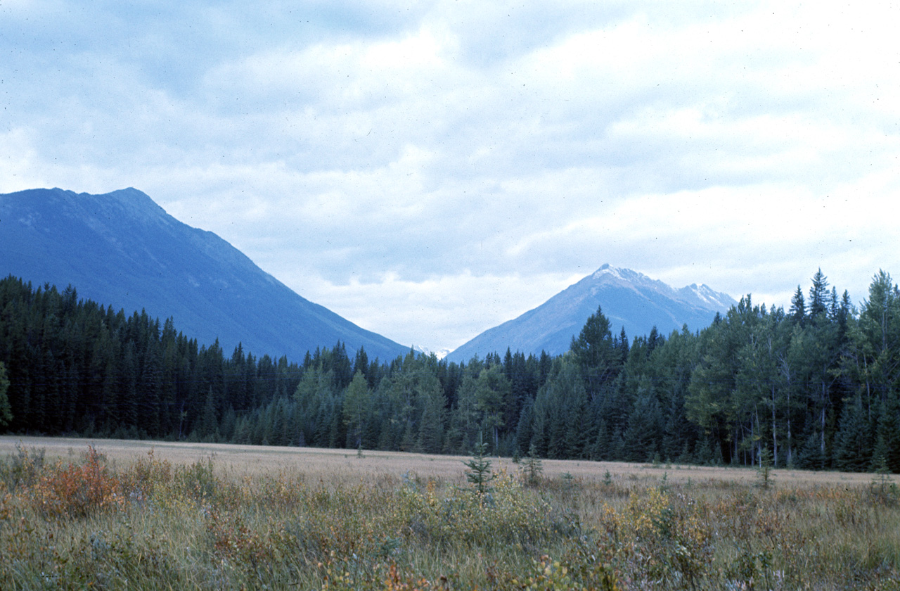 72-09-15, 275, Yoho Park, Road Side View, BC, Ca