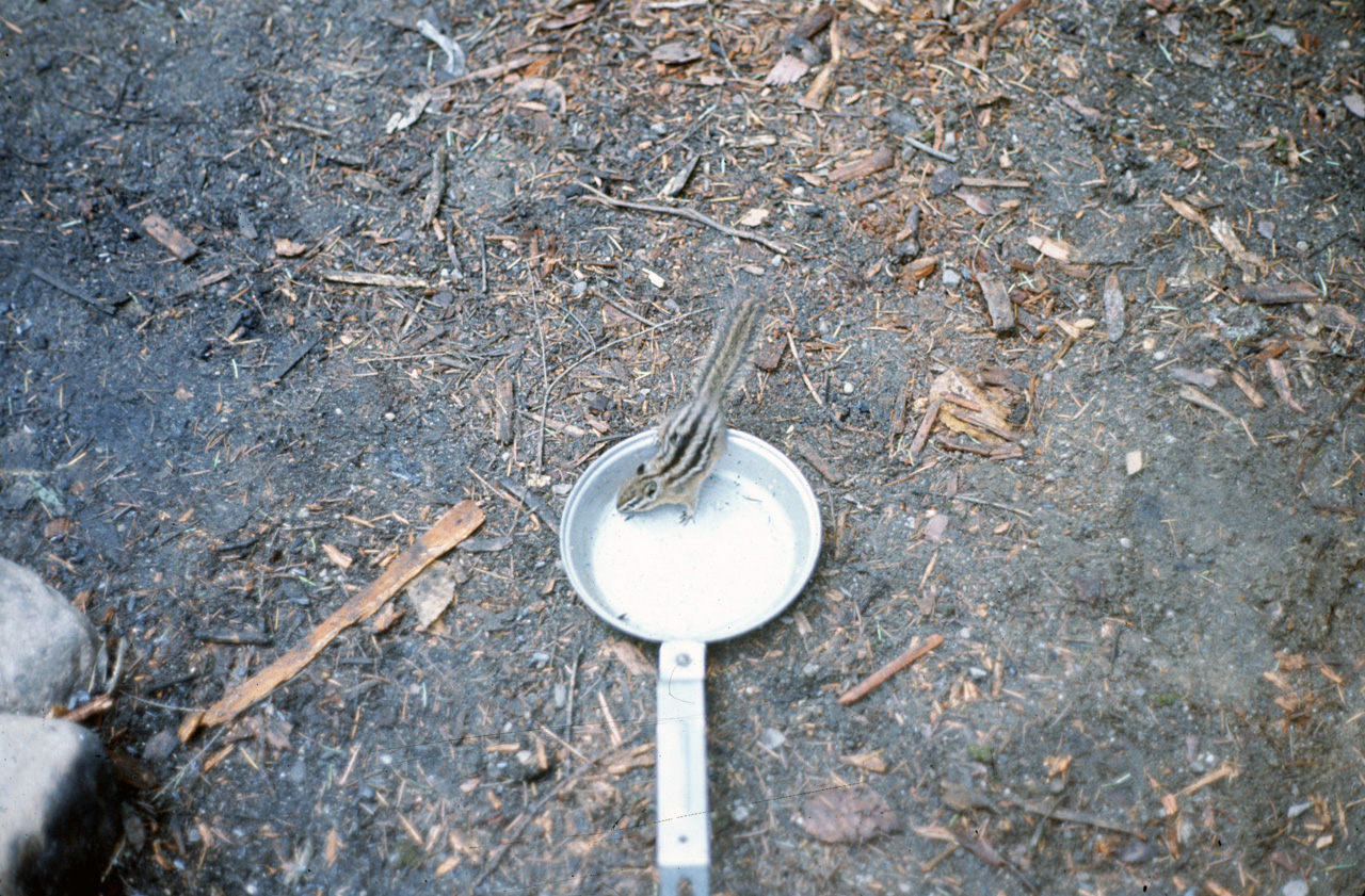 72-09-20, 287, Chipmunk in Pan, British Columbia, Ca