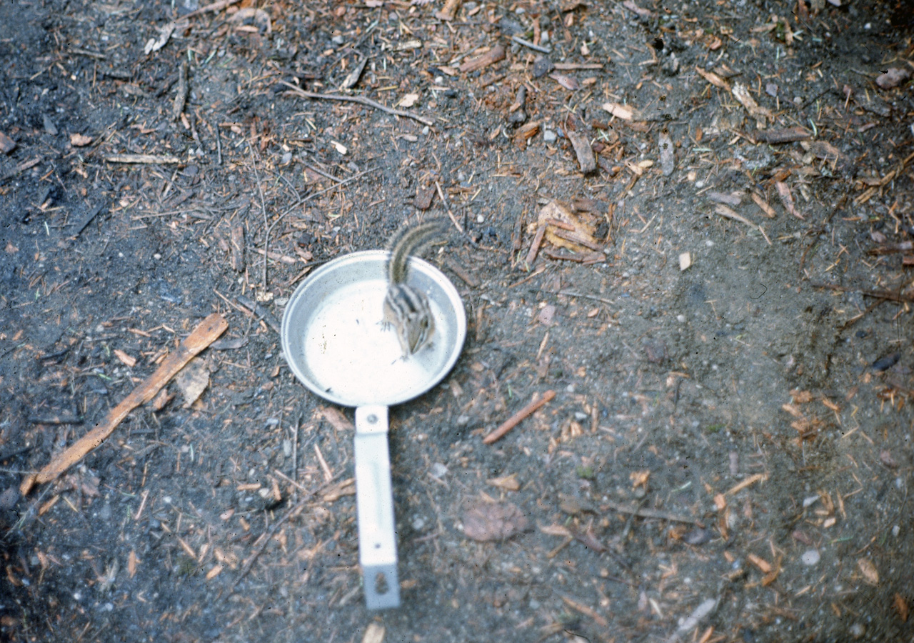 72-09-20, 288, Chipmunk in Pan, British Columbia, Ca