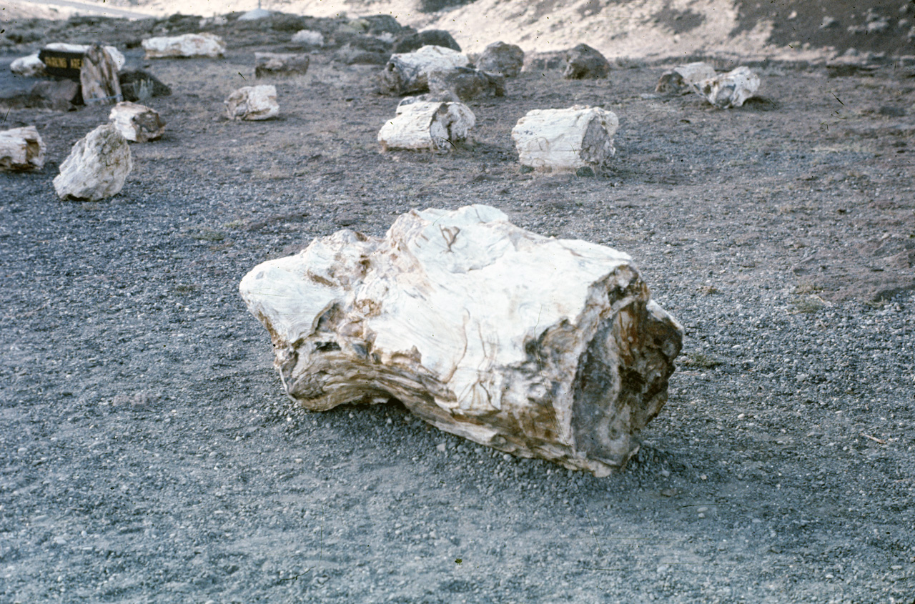 72-09-25, 321, Ginkgo Petrified Forest, Washington