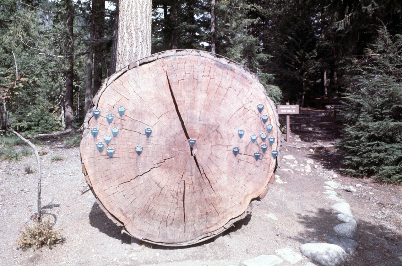 72-09-25, 336, Mt Rainier, Dated Redwood Tree, Washington