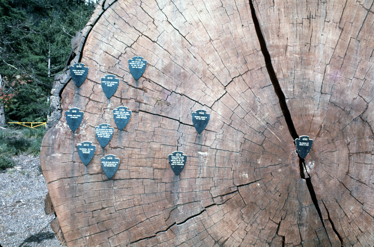 72-09-25, 340, Mt Rainier, Dated Redwood Tree, Washington