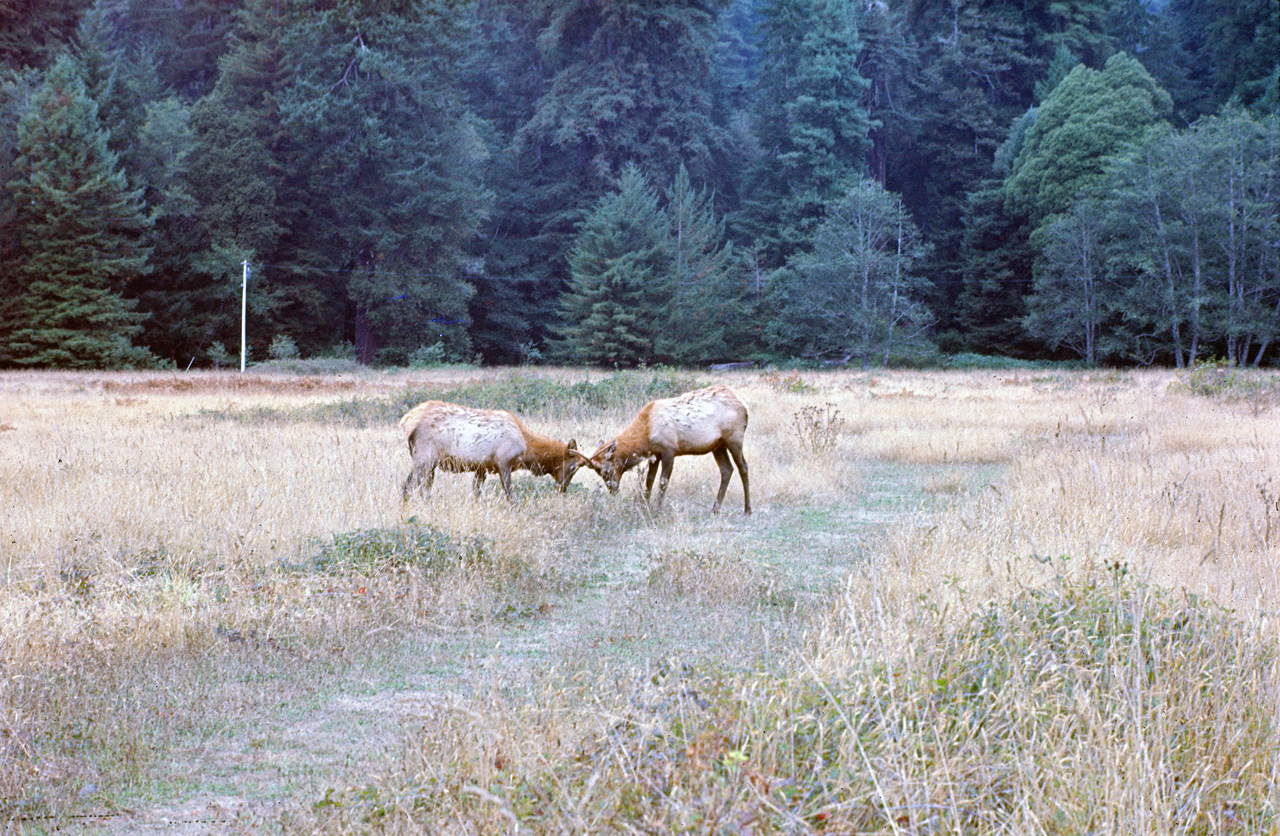 72-10-01, 003, Redwood Forest, California