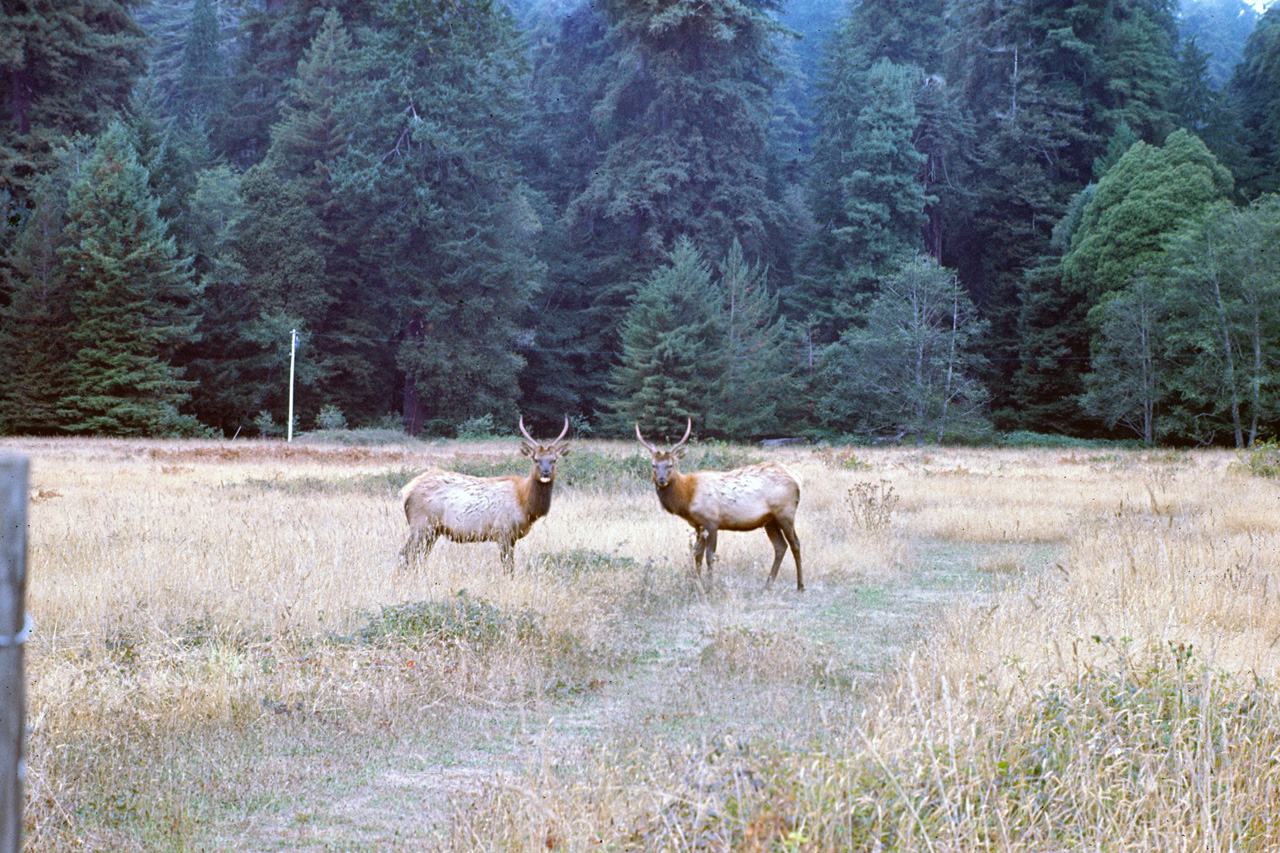 72-10-01, 004, Redwood Forest, California