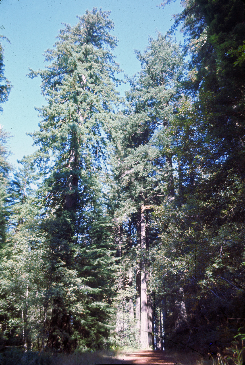 72-10-01, 005, Redwood Forest, California