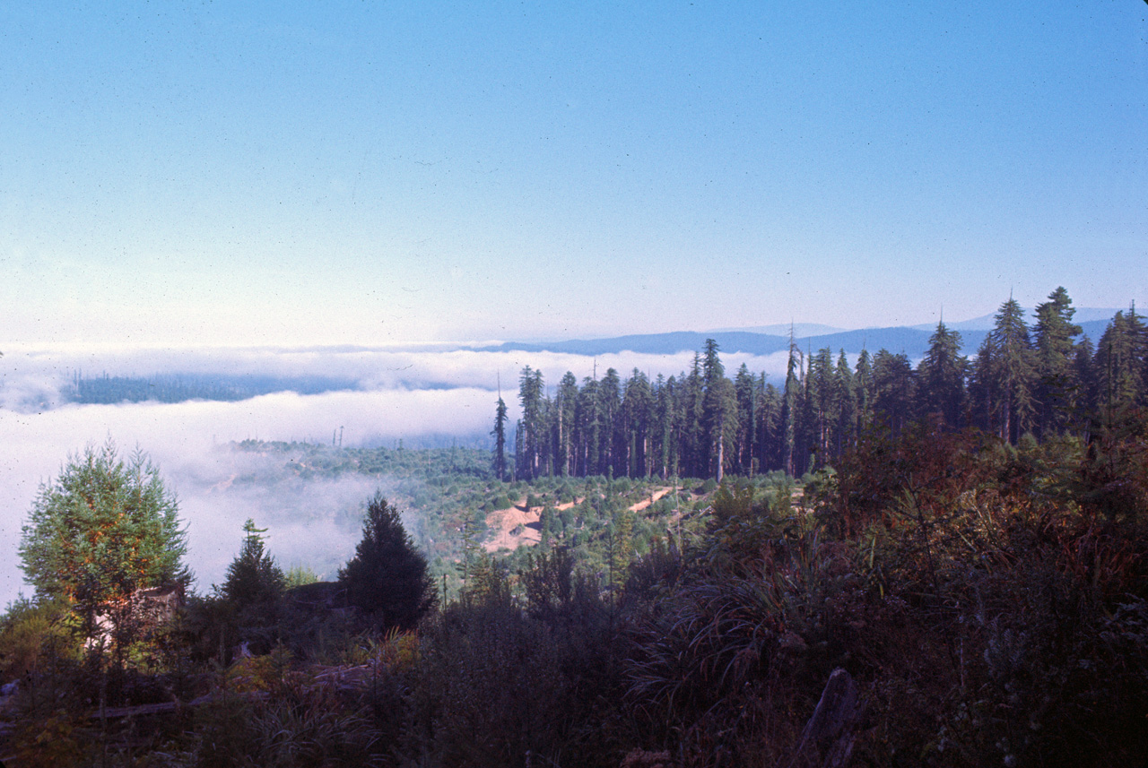 72-10-01, 006, Redwood Forest, California